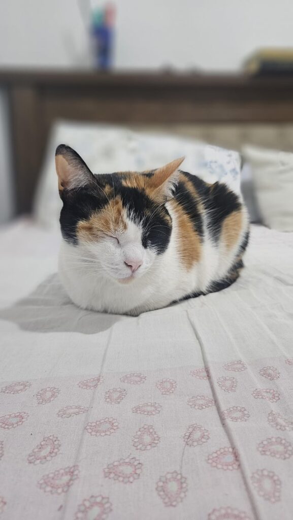 Think this is her best loaf so far. So proud of my calico