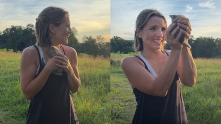 Owners Grieving Late Cat Find a Stray Kitten Pop up in Their Yard