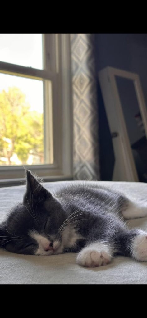 I just adopted this cutie, meet Pebbles!