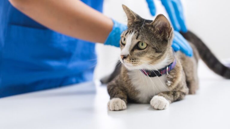 A Cat Spay Costs How Much???