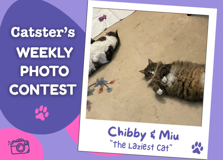 Catster’s Weekly Photo Contest Winners: The Laziest Cat (July 20,