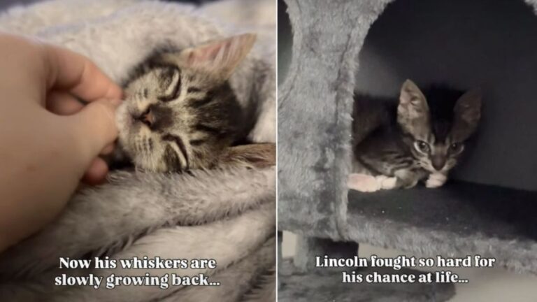 Tiny Shelter Kitten Survives Heartbreaking Conditions to Finally Find