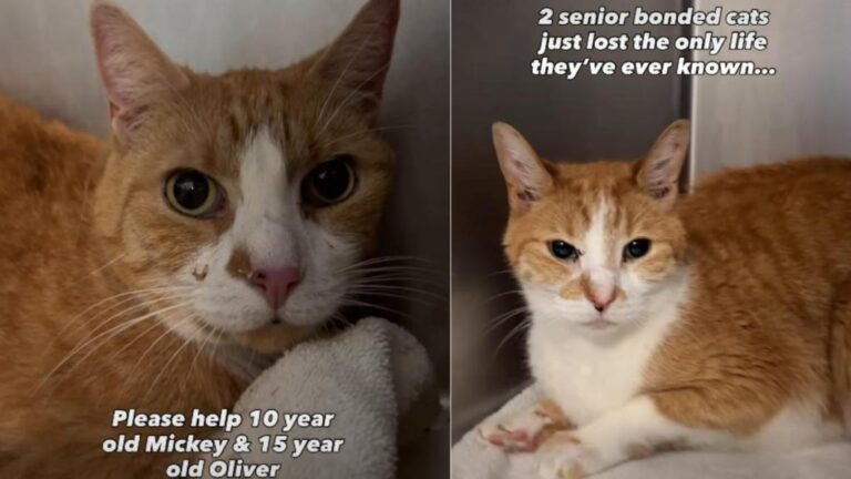 Senior Bonded Cats Who Lost Their Only Home Get a Second Chance