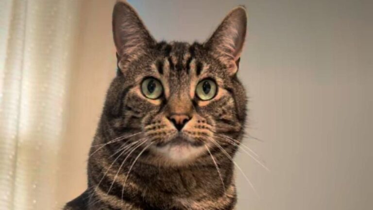 After Human Uses Head Massager on Cat Once, He Demands It Almost Daily