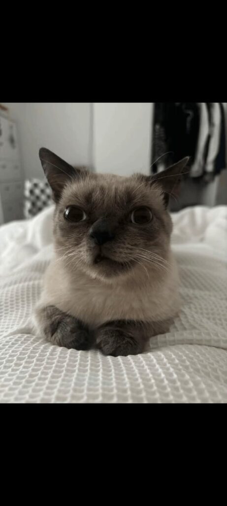 This cat came in my house 3 days ago