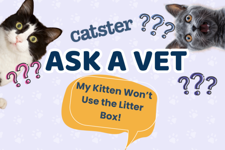 Ask Dr. Paola – Help! My Kitten Won’t Use the Litter Box! (July 27,