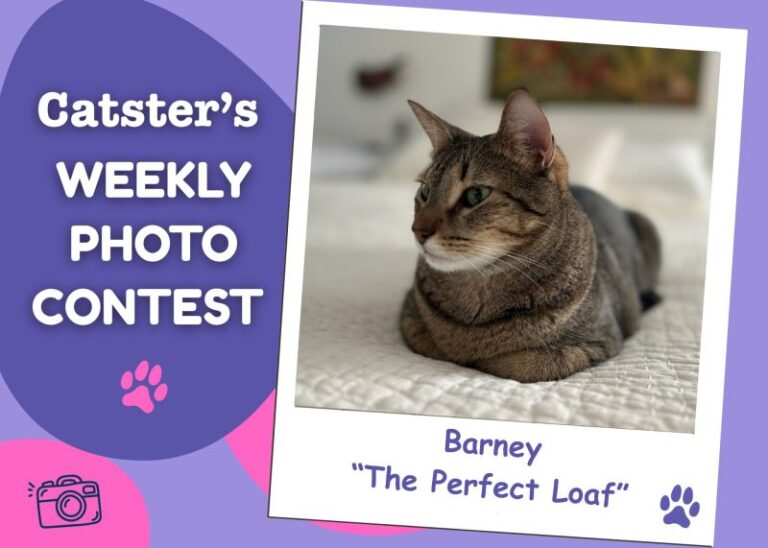 Catster’s Weekly Photo Contest Winners: The Perfect Loaf (July 6,