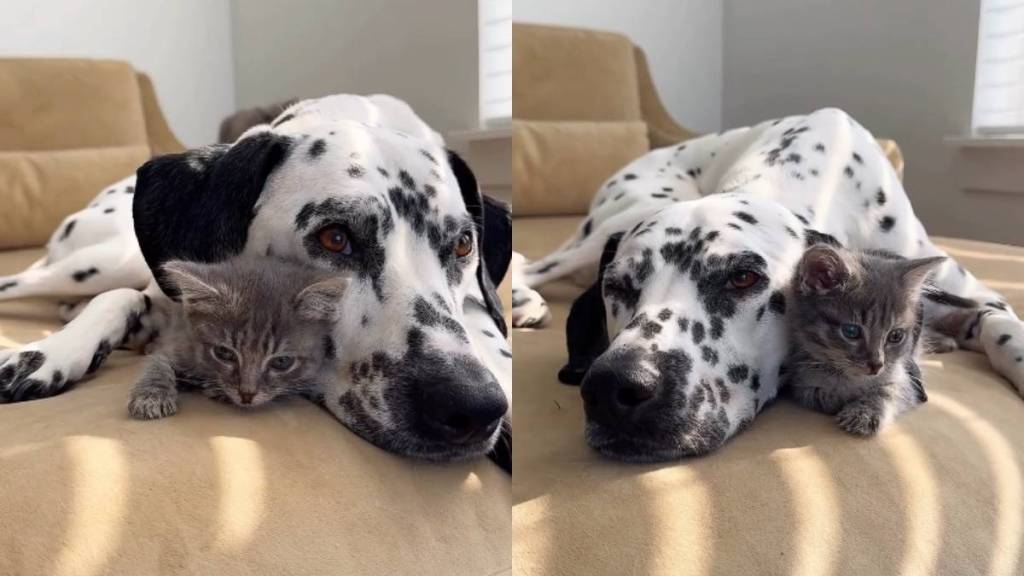 Tiny Rescue Kitten Is Loved by Big Dog Like She’s the Most Precious