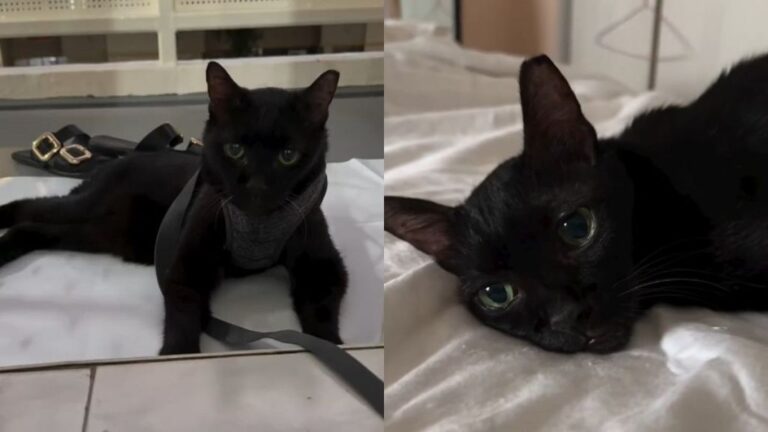 Senior Stray Cat Never Takes Her Eyes off the Owner Who Adopted Her