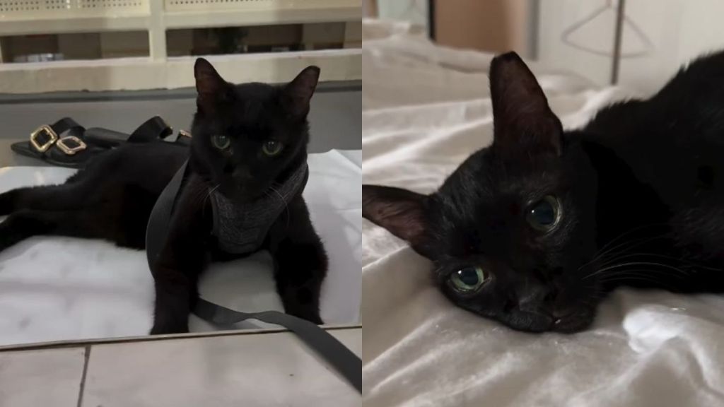 Senior Stray Cat Never Takes Her Eyes off the Owner Who Adopted Her