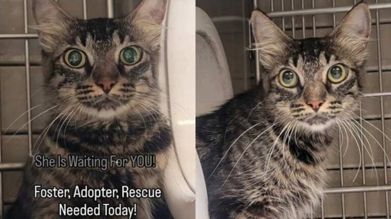 Shelter Cat Faces a Race Against Time Waiting for Someone to Adopt Her