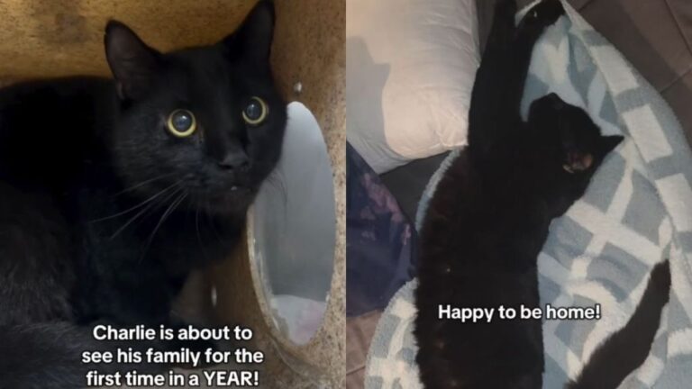 Rescue Cat Missing for a Year Finally Reunites With the Family Who