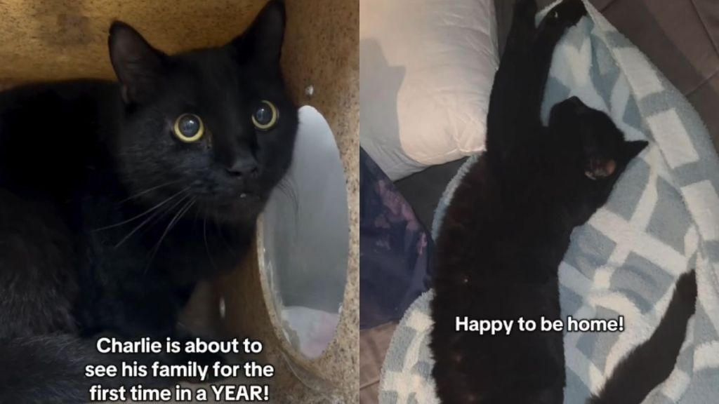Rescue Cat Missing for a Year Finally Reunites With the Family Who
