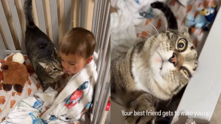 Cat’s Morning Ritual With Toddler in Crib Is Too Adorable to Miss