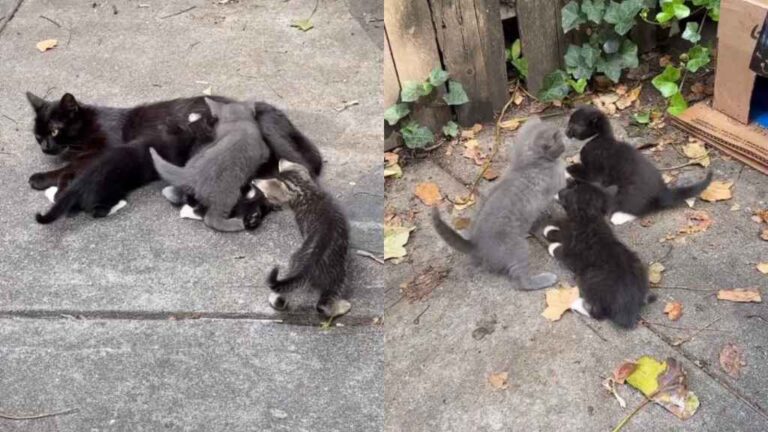 Mama Cat Thought She Was Raising Her Kittens All by Herself Until One