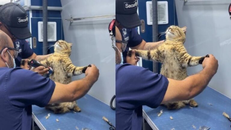 Cat Goes Viral for the Unexpected Way He Gets His Fur Trimmed