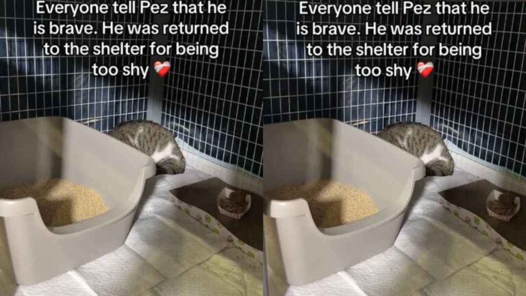 Cat Returned to Shelter for Being ‘Too Shy’ Hopes He’s Loved for Who
