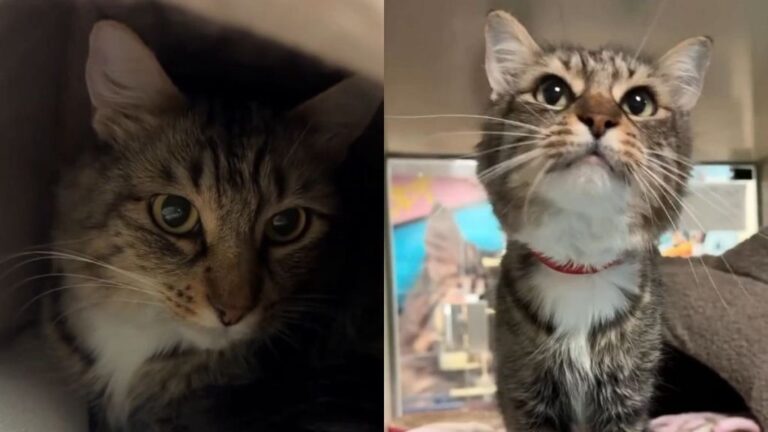 Shelter Cat Has Been ‘Starved for Love’ but Still Wants To Feel Safe