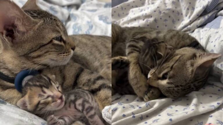 Mama Cat Welcomes One Precious Kitten & Makes Him Her Whole World