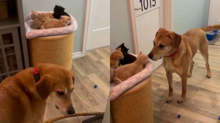 Kittens Wait in Perfect Silence While Dog Searches for Them