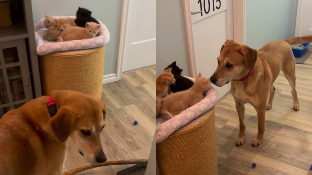 Kittens Wait in Perfect Silence While Dog Searches for Them
