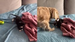 Foster Kitten Is Showered With Kisses From Dachshund First Thing in