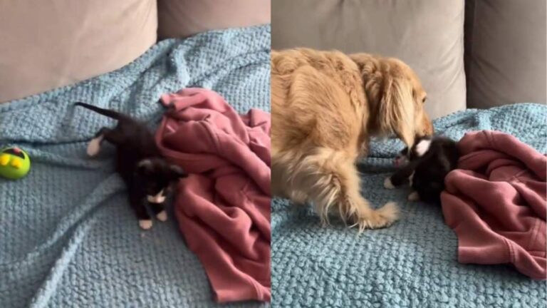 Foster Kitten Is Showered With Kisses From Dachshund First Thing in