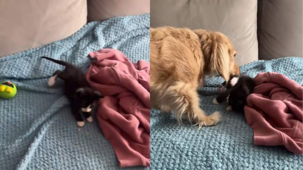 Foster Kitten Is Showered With Kisses From Dachshund First Thing in