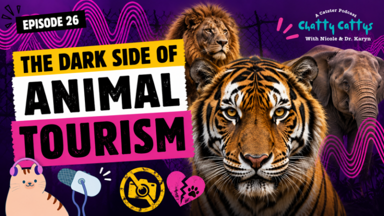 Chatting About Big Cat Tourism, Lion Hunting, and Learning From Our