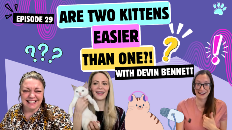 Chatting with Devin About Here! Have a Kitten, Fostering, & Why Two