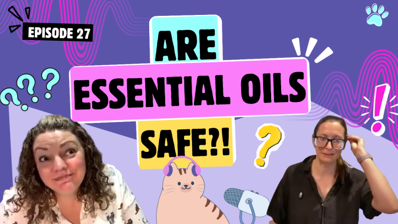 Chatting About Essential Oils, Homemade Cat Food & The Color of