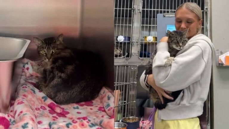 Shelter Cat Discarded & Left Alone by Someone She Loved Gets a Second
