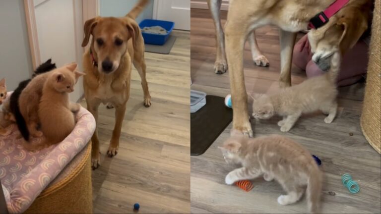 Dog Becomes the Loving ‘Cat Dad’ These Tiny Kittens Never Knew They