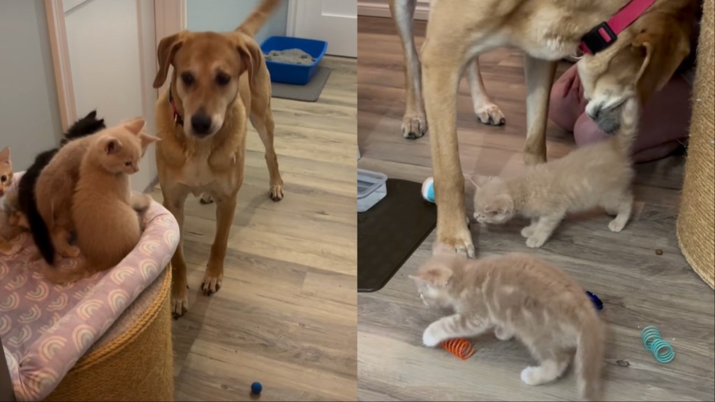 Dog Becomes the Loving ‘Cat Dad’ These Tiny Kittens Never Knew They