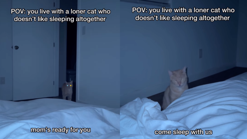 ‘Loner’ Cat Doesn’t Prefer Sleeping With Parents & Internet