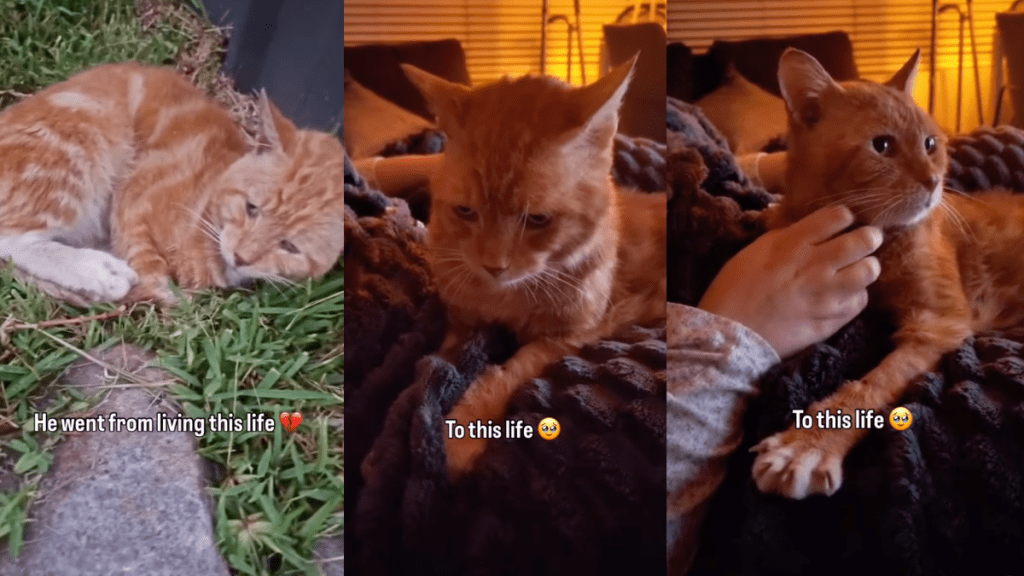 Rescue Cat Spent Years Sleeping on ‘Cold’ Concrete, Unaware a Soft