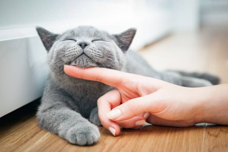 The Purr-suit of Happiness: A New Way to Measure Feline Quality of