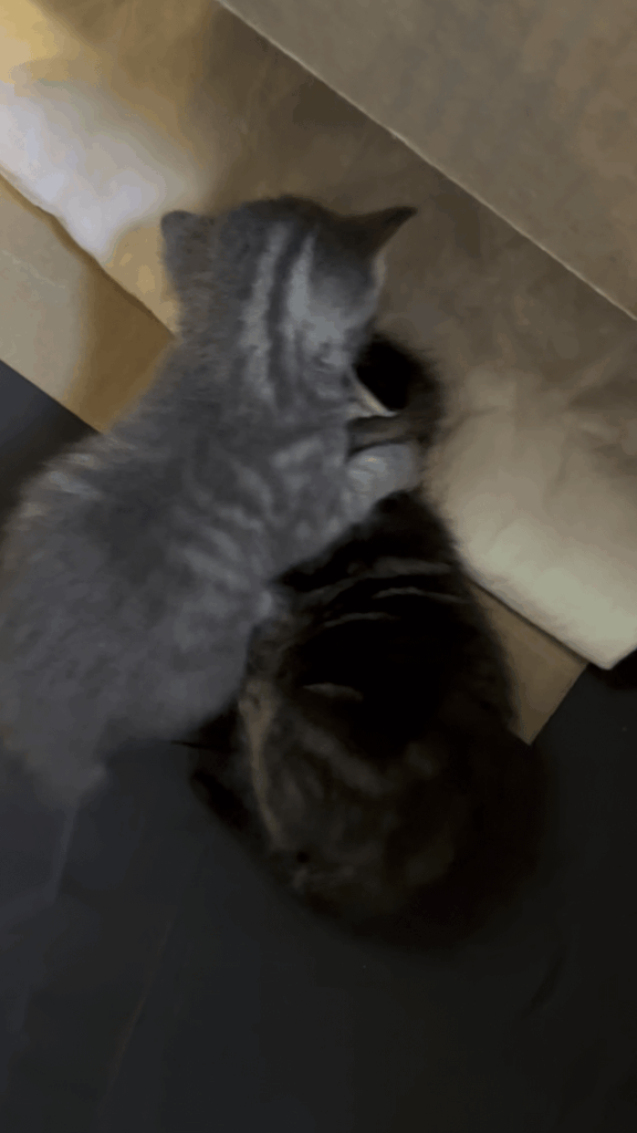 After lunch wrestle