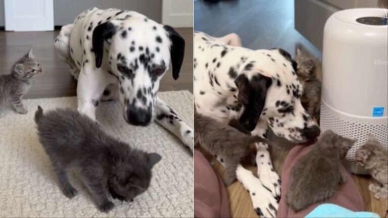 Baby Rescue Kittens Trust Big Dog Who Protects & Loves Them Like