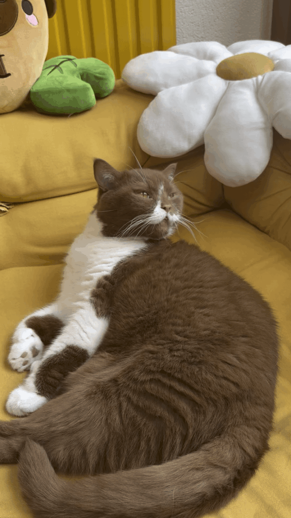 Put one of his whiskers on his head