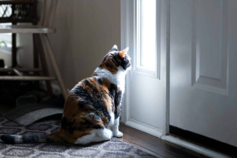 Why Cats Sit by the Door (But Don’t Go Through It)