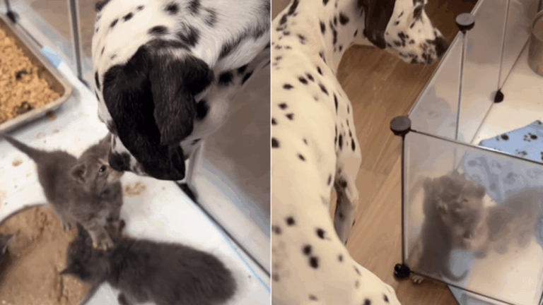 Tiny Foster Kitten Can’t Wait To Leap Into Big Dog’s Arms & It’s a