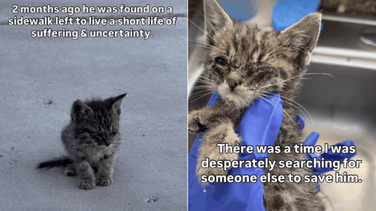 Cat Once Lived a Life of Suffering & Uncertainty Until a Human