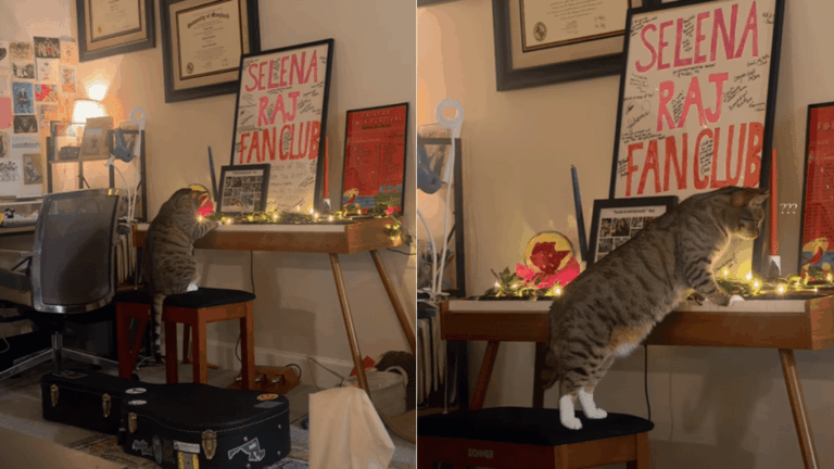 Cat Accidentally Composes a ‘Meowsterpiece’ & Is Branded a ‘Mozart’