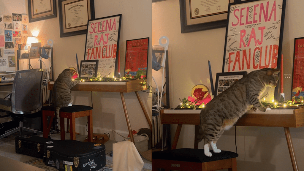 Cat Accidentally Composes a ‘Meowsterpiece’ & Is Branded a ‘Mozart’