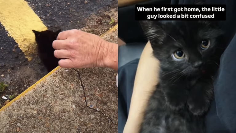 Rescue Kitten Couldn’t Stop Hissing at Every Touch, Now He Looks at
