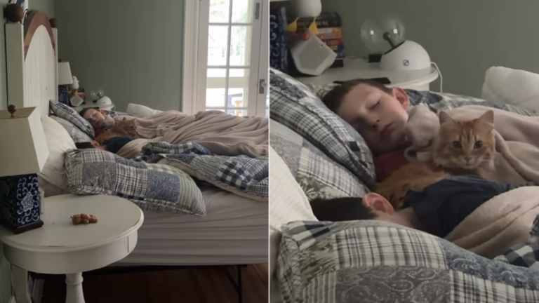 Cat Sneaks Into Kids’ Bed—Convinced They’re Her Babies