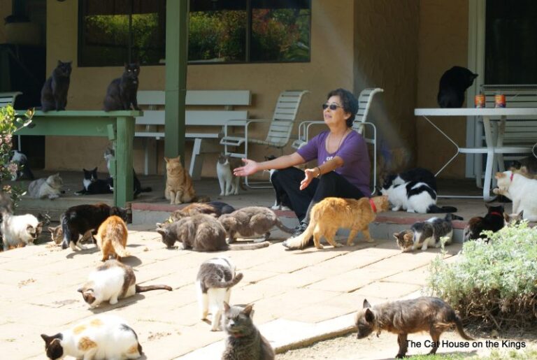 How One Woman’s Retirement Home Became a Haven for Hundreds of Cats:
