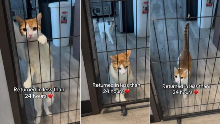 Cat Looks Out the Shelter Door After Family Returns Him in Under 24