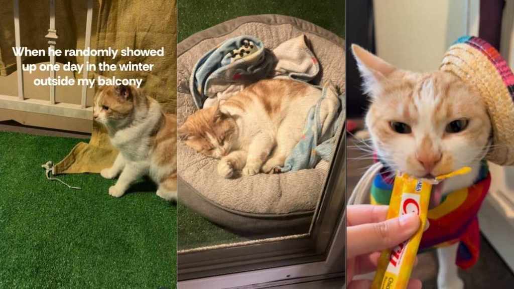 Injured Cat Randomly Enters Human’s Home Before His Life Completely